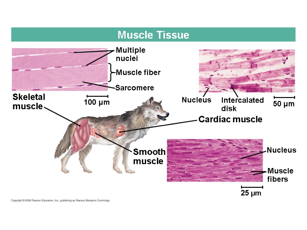 Muscle Tissue 50 µm Skeletal muscle Multiple nuclei Muscle fiber Sarcomere 100 µm Smooth